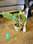 Syngonium 'T25' i 'Emerald Gem' varie