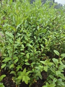 Ligustr zimozielony -  ilość ograniczona