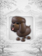 Irish Water Spaniel Adopt Me