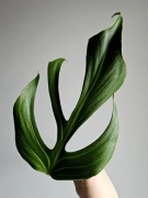 Monstera Burle Marx Flame wielka pędówka