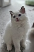 Ragdoll  kocurek FPL