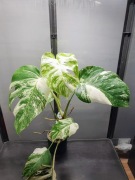Monstera Variegata