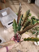 Philodendron Pluto - duża sadzonka ze zdjęcia