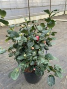 Kamelia Lady Campbell