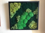 Obraz mech,płaski,poduszkowy i chrobotek.