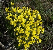 Głodek Draba bruniifolia ssp olympica  
