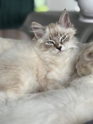 Ragdoll cudowny unikat rodowód domowa hodowla 