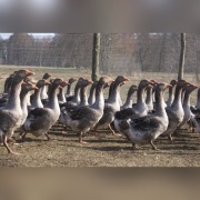 gęsi gęś landes i jaja lęgowe