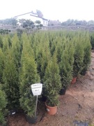 Tuja szmaragd wys- 90-100 cm