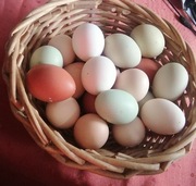 Jaja lęgowe mixx