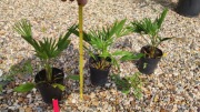 Trachycarpus Wagnerianus palma mrozoodporna 3 szt.