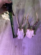 Parostki Kozła, Poroże, rogi