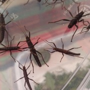 Straszyk diabelski podrostki