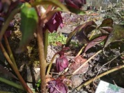 ciemiernik helleborus double crown red 15 nasion