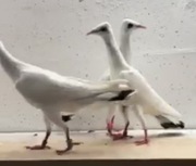 Srebrniak Adeno chudnięcie kręciek pomogę 