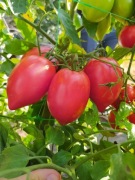 Pomidor Rugby F1 - Nasiona Holenderskie