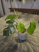 Monstera deliciosa Variegata