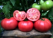 Pomidor Pink Magic F1 - Nasiona Holenderskie