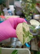 epipremnum marble queen