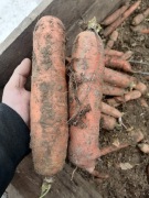 Marchew gruba 25 kilo na soki lub dla zwierząt na pasze królików 