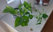 Epipremnum global green piękne wybarwienie +gratis