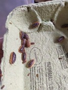 Armadillidium klugii Bright 12 sztuk