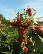 Polana, malina jesienna, sadzonki.