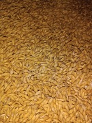 Jęczmień ziarno 5kg na paszę dla ptaków, kur, ryb