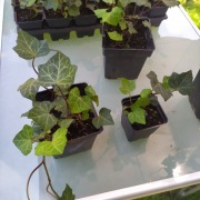 BLUSZCZ hedera helix 7,99zł 500 sztuk