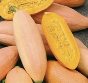 DYNIA PINK BANANA – słodka królowa jesieni!