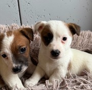 Jack Russell Terrier od # BERNARD i BIANKA Smartie Jacks # wkrótce odbiór