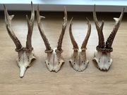 Wieniec, poroże sarna, kozioł 4 sztuki 