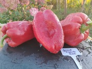 GIANT OZARK RED nasiona Papryka Kolekcjonerska