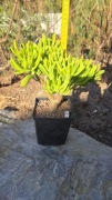 Grubosz Crassula Gollum Coral 
