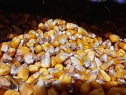 Kukurydza 25kg,  Paszowa sucha, całe ziarna, Zbiór 2025 | Pasza i zanęta