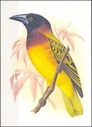 Wyspy Św Tomasza i Książęce - Ptaki, (zestaw 532)