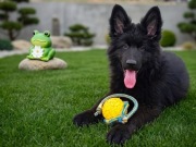 Owczarek Niemiecki Owczarki Niemieckie Długowłosy Czarny Pies