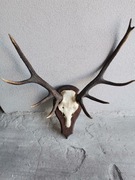 Rogi jelenia z czaszka