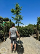 Carpinus betulus, Grab pospolity, obwód 6-8, 8-10, 12-14cm, 250-350cm