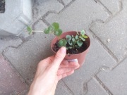 Bluszczyk kurdybanek 2sadzonki