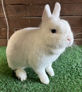 Króliki Hermeliny Niebieskookie HEN z rodowodem