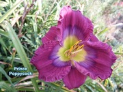 Liliowiec Prince Poppycock 1-pędowa sadzonka
