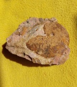 Amonit Oppelia z okresu jura - kelowej