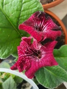 Liść skrętnika DS-Sheik