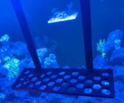 Półka na koralowce 15x5cm uchwyt na szybę akwarium morskie 