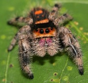 Skakun Królewski Phidippus regius 'isla juventad' L3/L4