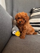 Pudel Toy piesek szczenię linia chińska 