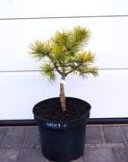 SOSNA WYDMOWA CHIEF JOSEPH * DUŻY OKAZ * SUPER