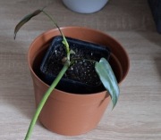 Philodendron atabapoense + gratisy