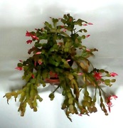 Grudnik kilkunastoletni dwa kolory 